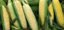 Corn